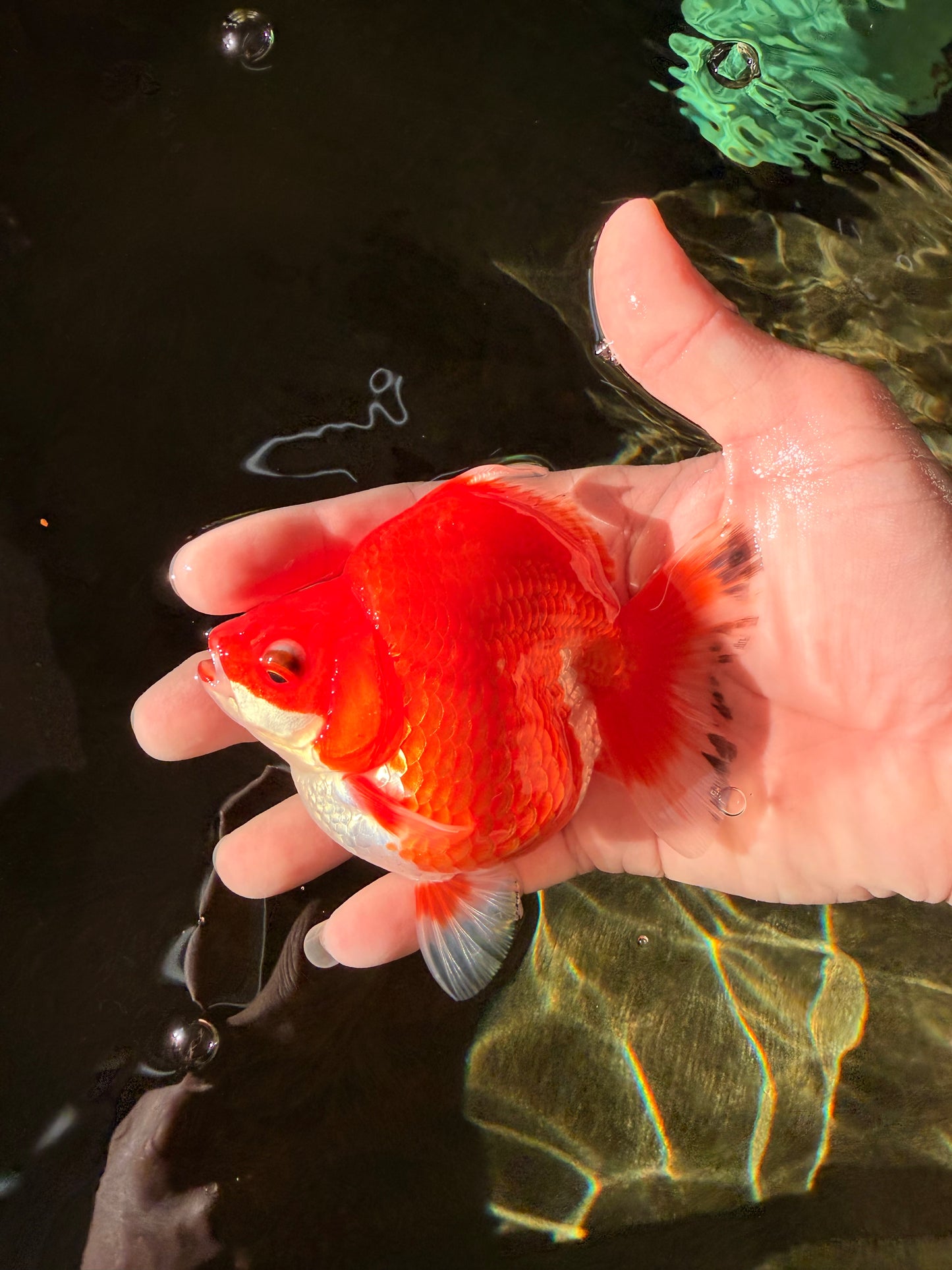 AAA Grade Red White Ryukin Female 4 inches #022726RK_18