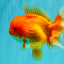 AAA Grade Red Oranda Female 6.5 inches #071026OR_24