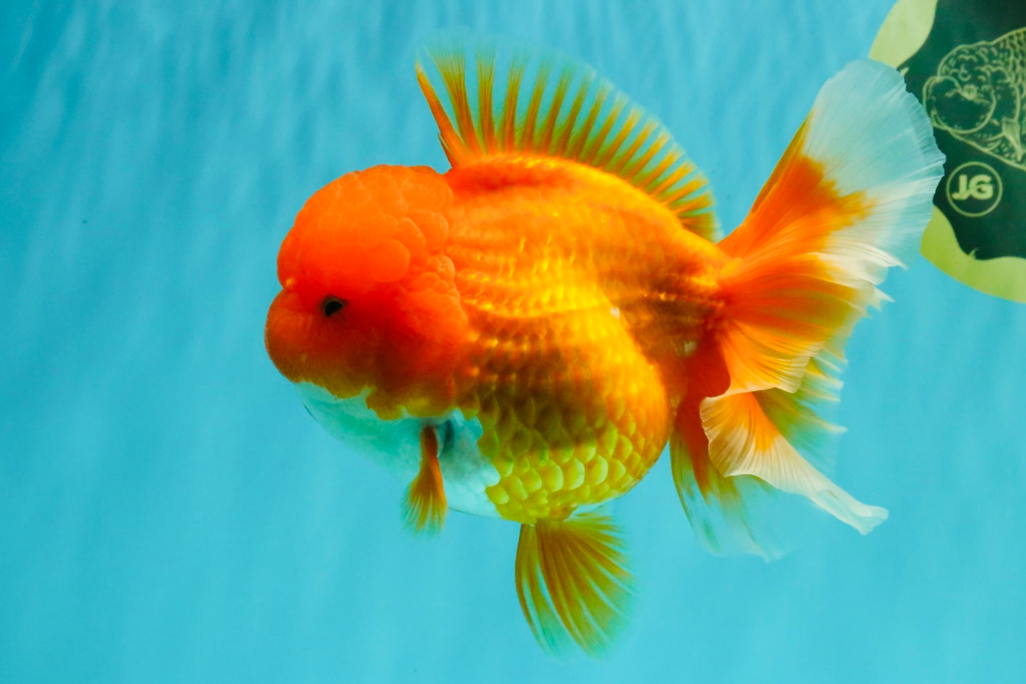 AAA Grade Red Oranda Female 6.5 inches #071026OR_24