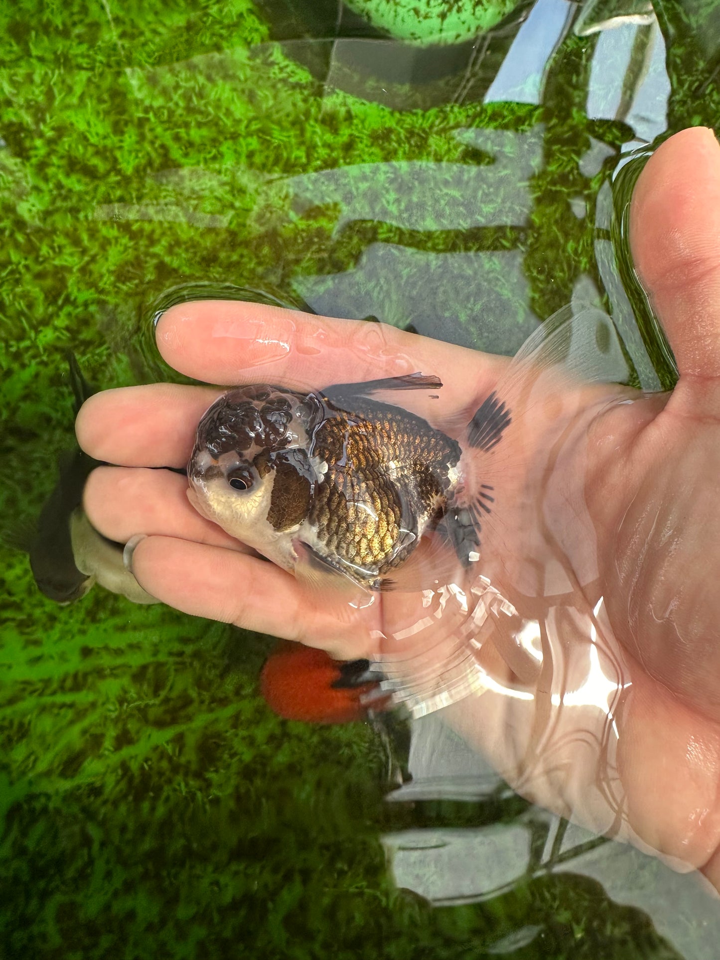 Panda Oranda Male 3.5 inches #1004OR_28