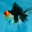 Tricolor Oranda Female 5 inches #091225OR_20