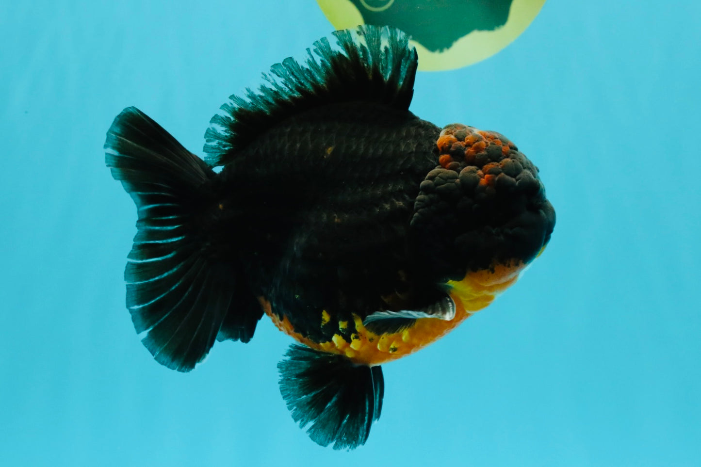 A Grade Dark Kirin Yuanbao Male 5 inches #032026YB_18