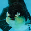 A Grade Panda Oranda Female 5.5 inches #082225OR_24