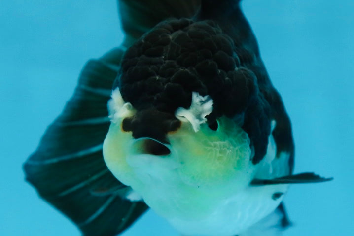 A Grade Panda Oranda Female 5.5 inches #082225OR_24