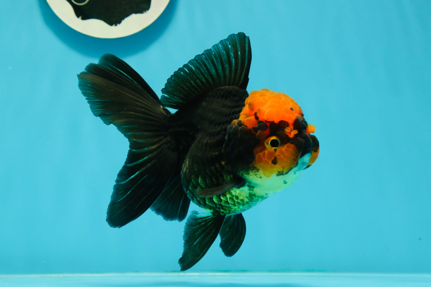 AAA Grade Red Head Apache Oranda Female 5-5.5 inches #1011OR_07