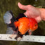CHARLIE AAA Grade Apache Oranda Female 6.5 inches #091826OR_01