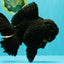 KING KONG AAA Grade Black Oranda Female 8 inches #100926OR_11