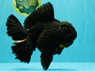 KING KONG AAA Grade Black Oranda Female 8 inches #100926OR_11
