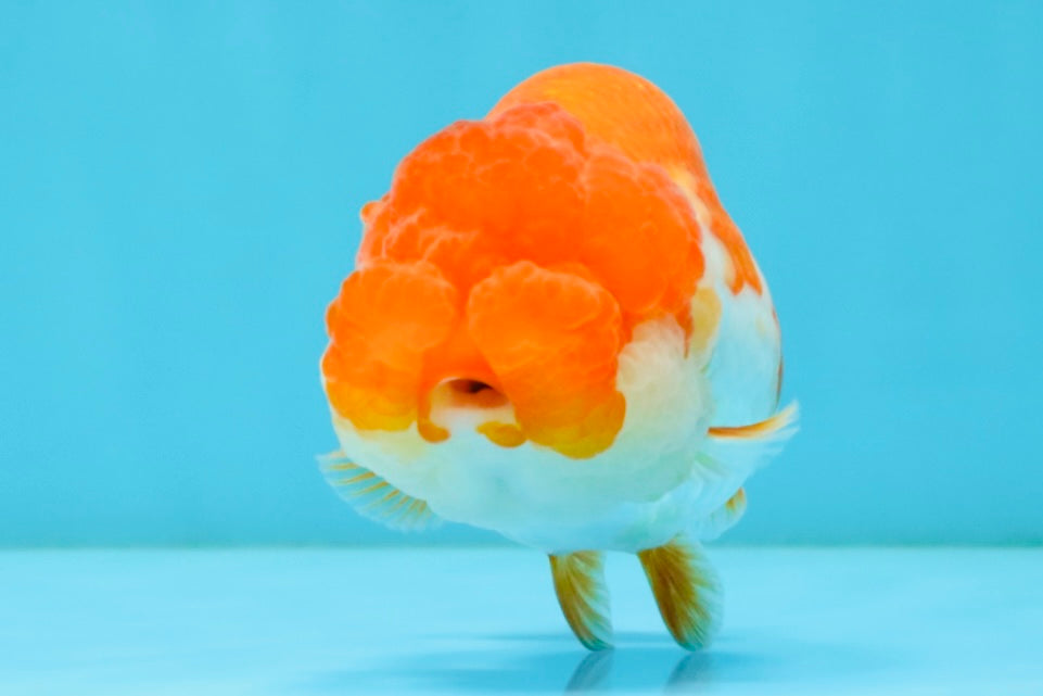 TOMATO A Grade Red White LionQueen 4-4.5 inches #032726LC_17