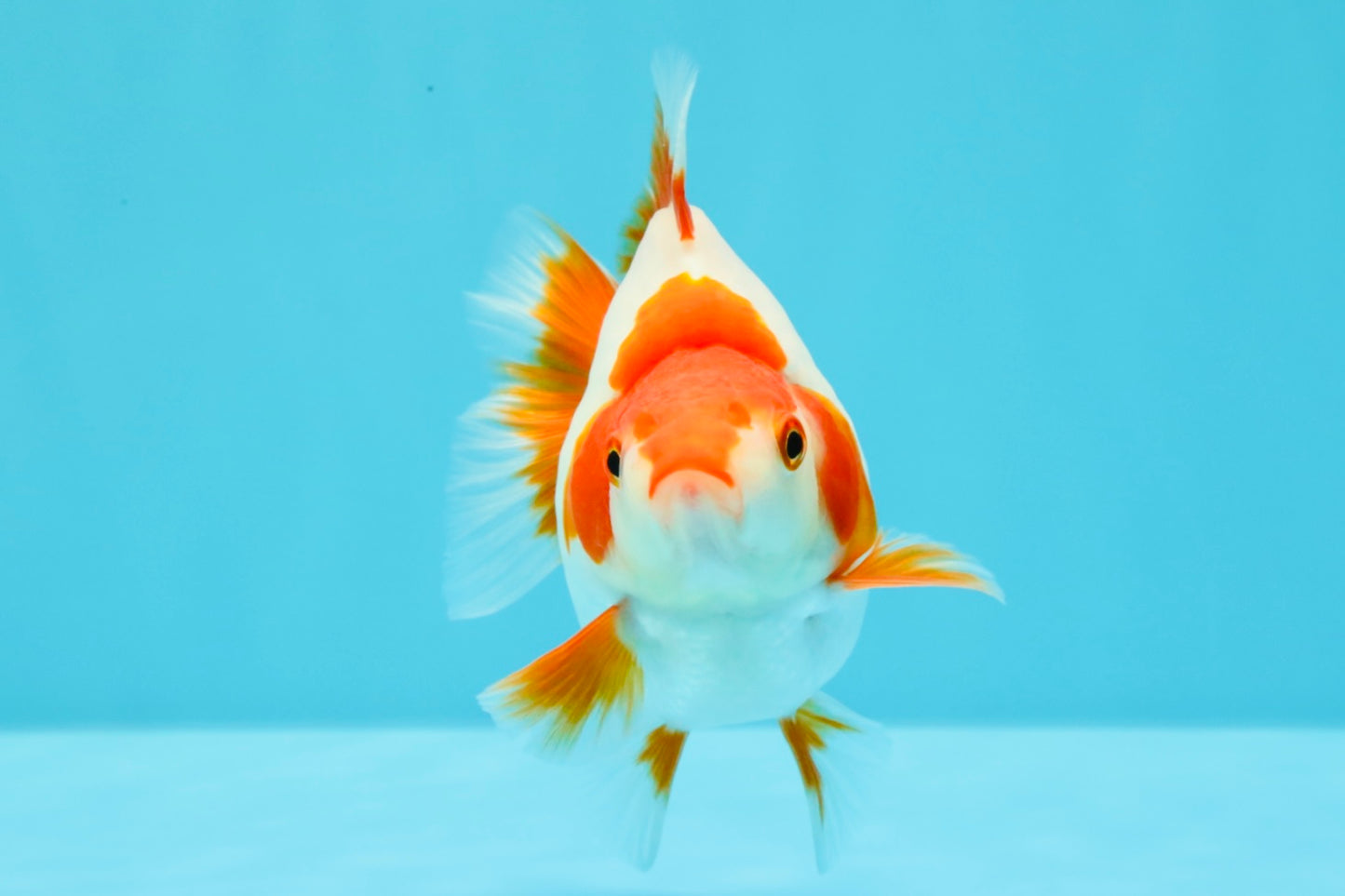 AAA Grade Red White Ryukin Female 4-4.5 inches #030626RK_15