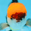 A Grade Tricolor Oranda Male 5-5.5 inches #090525OR_15