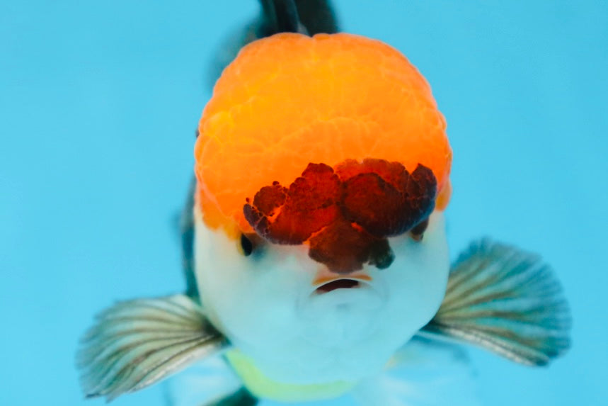 A Grade Tricolor Oranda Male 5-5.5 inches #090525OR_15