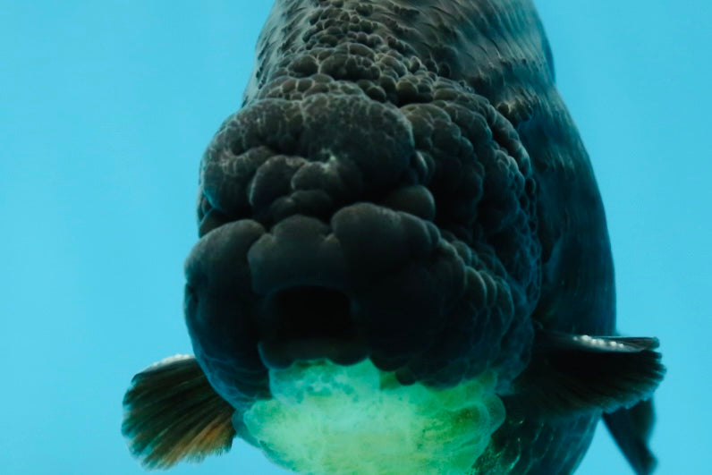 AAA Grade Hugh Back Black Ranchu 5-5.5 inches #050925RC_02