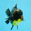 AAA Grade Dark Tiger Yuanbao Male 6-6.5 inches #041026YB_29