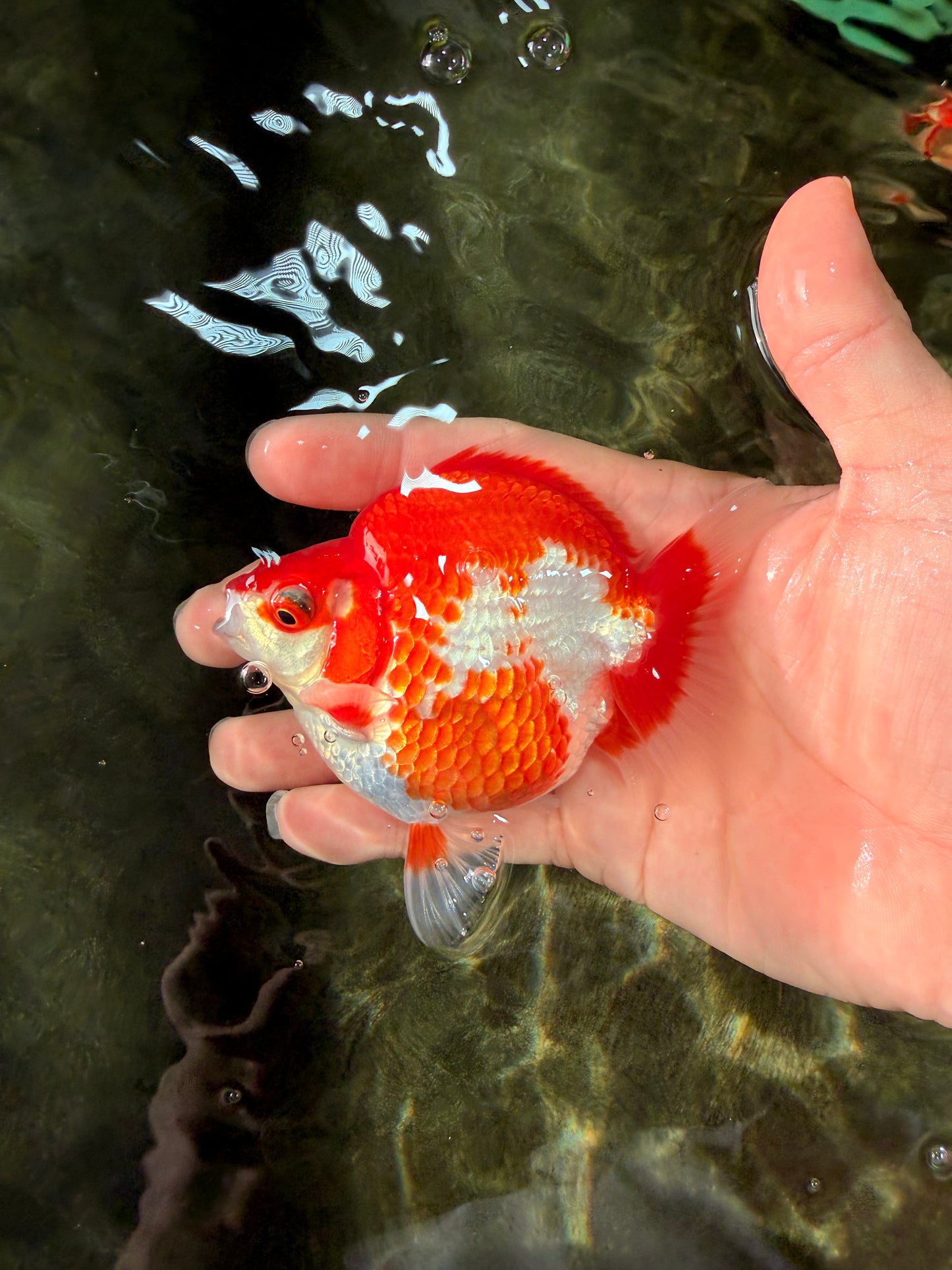 AAA Grade Red White Ryukin Male 4 inches #031326RK_30