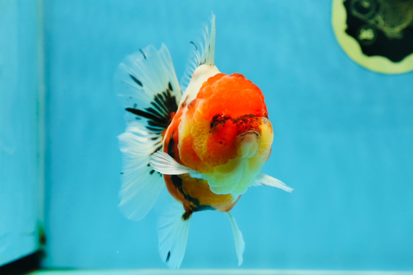 AAA Grade Sakura Oranda Female 5 inches #050925OR_47