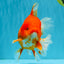 JUMBO A Grade Red White Oranda Male 7 inches #041026OR_03