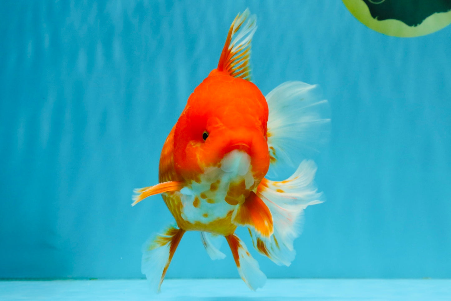 JUMBO A Grade Red White Oranda Male 7 inches #041026OR_03