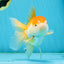 A Grade Chubby Orange White Oranda Female 4.5 inches #010325OR_07