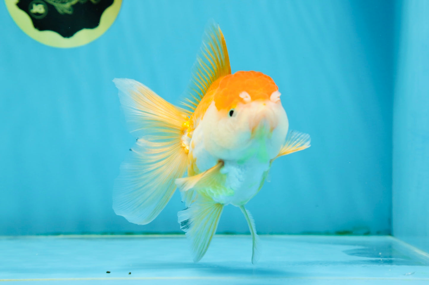 A Grade Chubby Orange White Oranda Female 4.5 inches #010325OR_07