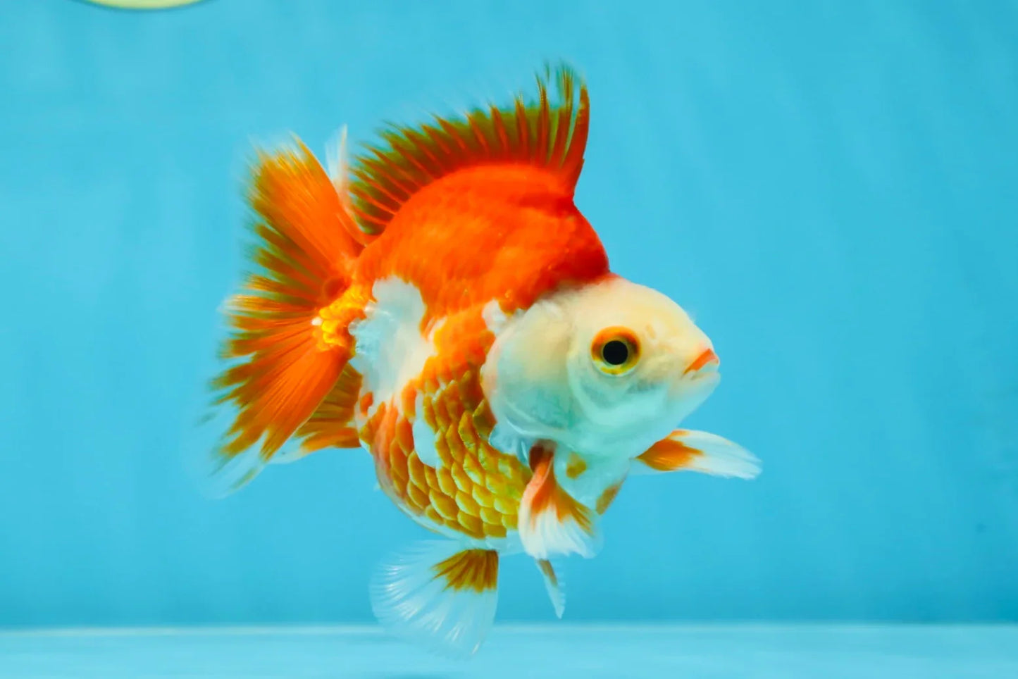 3rd Runner Up SHOW GRADE Red White Ryukin Male 3.5-4 inches #053025RK_9999