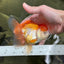 A Grade Chubby Orange White Oranda Female 4.5 inches #010325OR_07