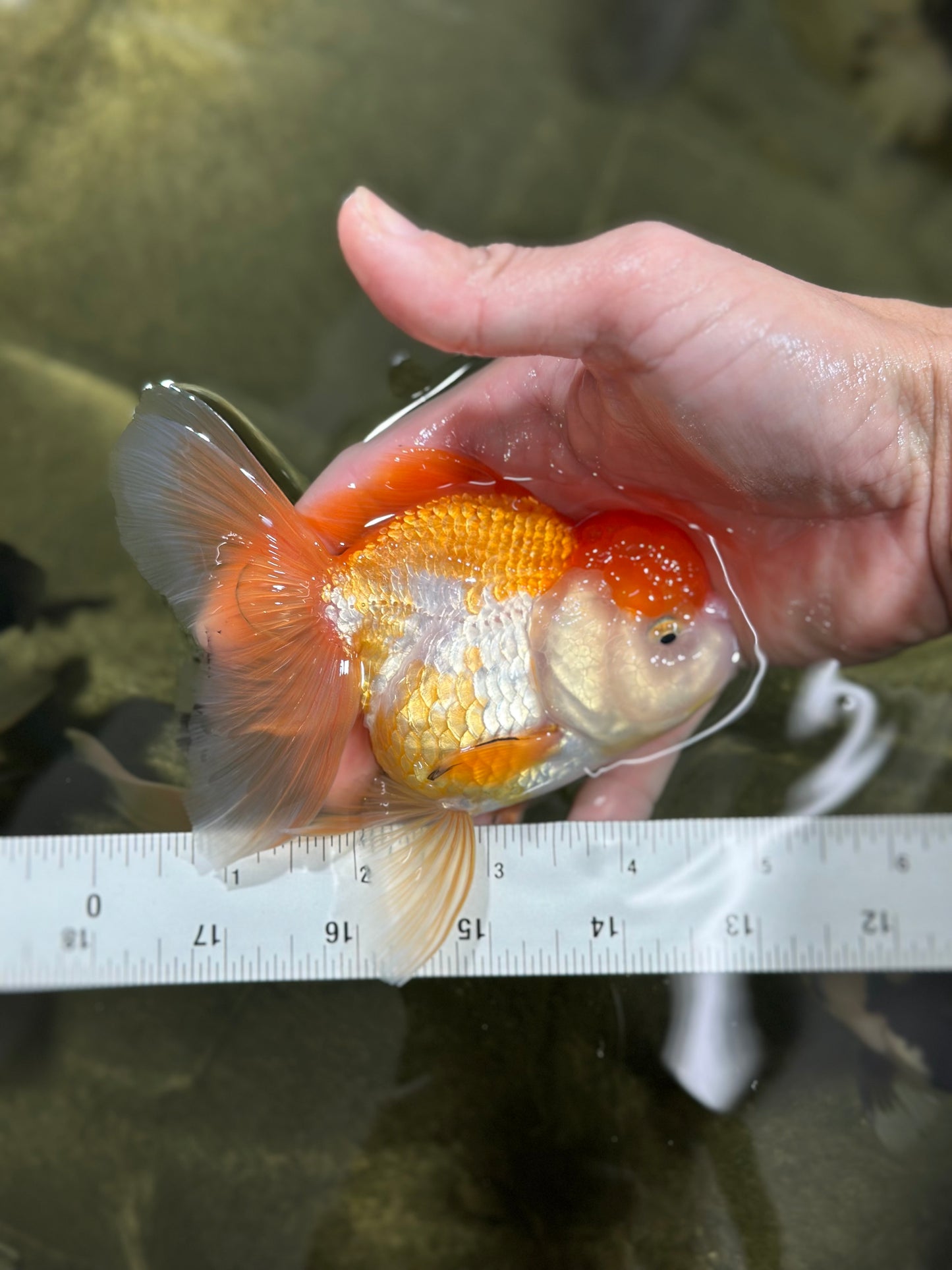 A Grade Chubby Orange White Oranda Female 4.5 inches #010325OR_07