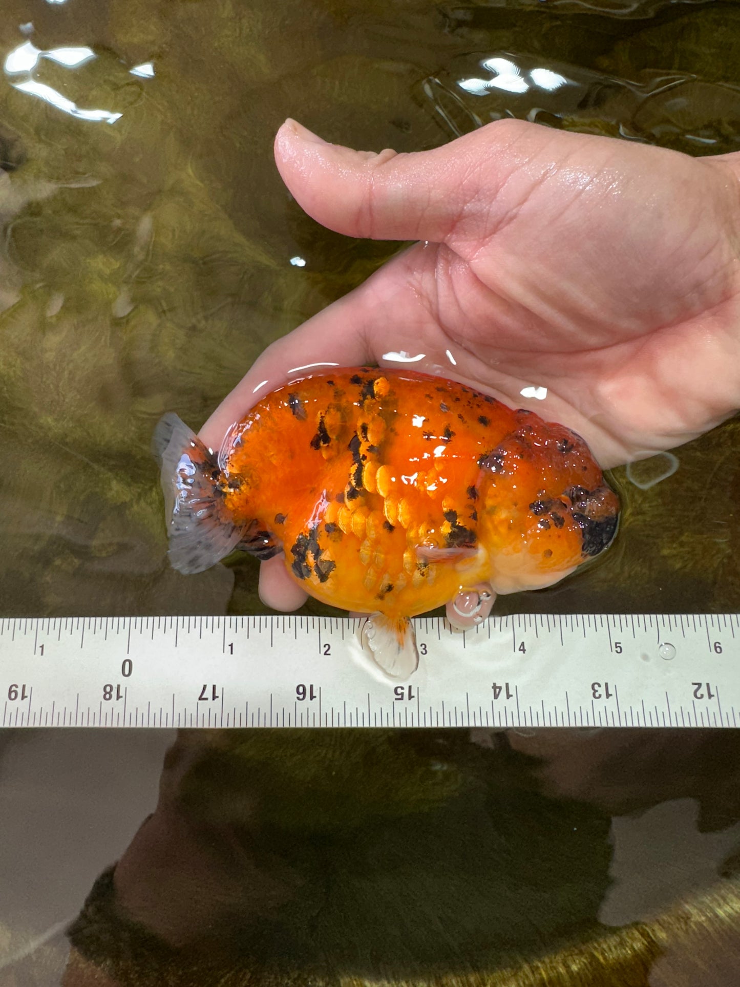 AAA Grade Tiger LionQueen 4.5 inches #051625LC_02