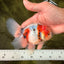 UNIQUE Calico Oranda Male 5 inches #091826OR_07