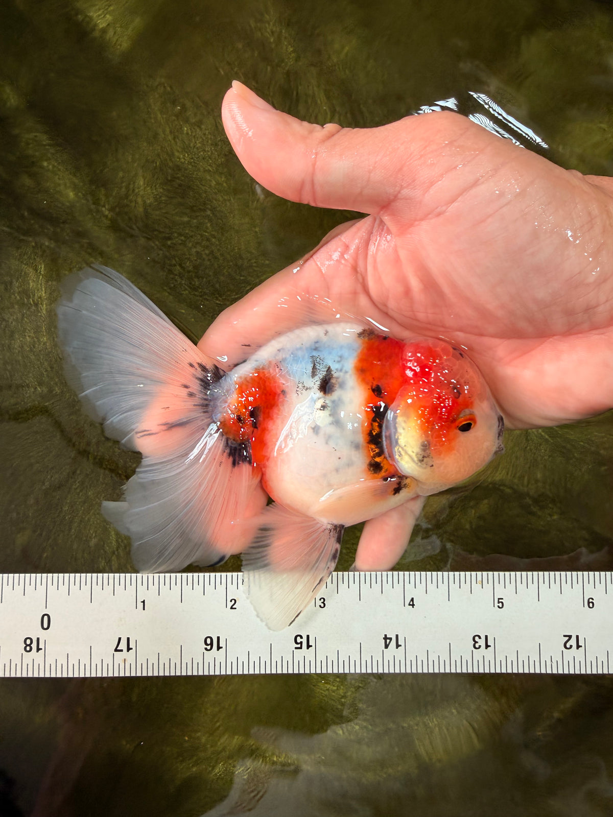 UNIQUE Calico Oranda Male 5 inches #091826OR_07