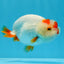 Red White Lionchu Male 3.5 inches #0906LC_04