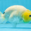 A Grade White Sakura Chinese Ranchu Female 5 inches #112125RC_17