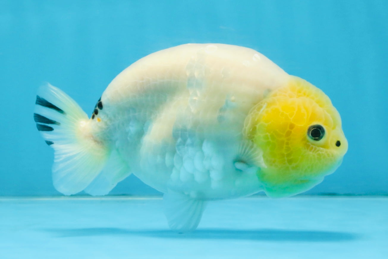 A Grade White Sakura Chinese Ranchu Female 5 inches #112125RC_17