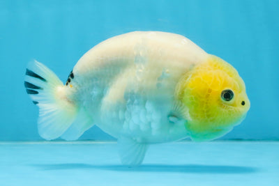 A Grade White Sakura Chinese Ranchu Female 5 inches #112125RC_17