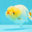 👶 Baby Lipstick Lemonhead Lionchu Female 4 inches #0209LC_20