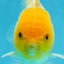 A Grade Lemonhead Oranda Male 4.5-5 inches #080125OR_25