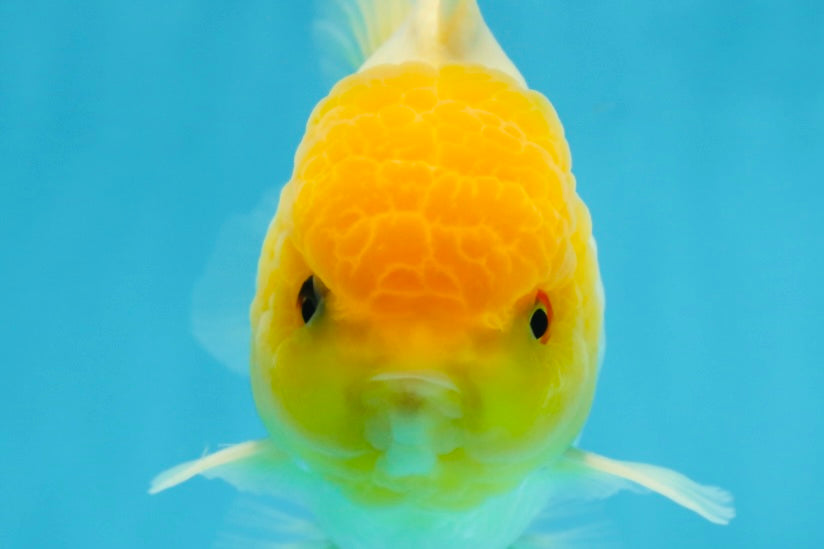 A Grade Lemonhead Oranda Male 4.5-5 inches #080125OR_25
