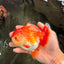 AAA Grade Red White Yuanbao Female 5 inches #062626YB_12