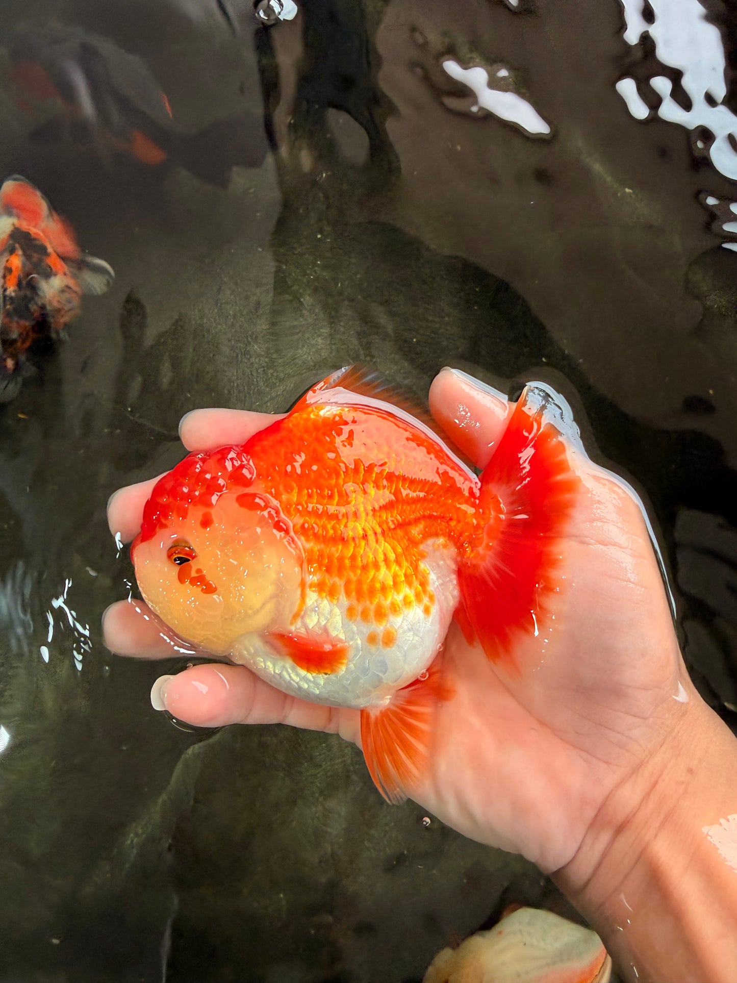 AAA Grade Red White Yuanbao Female 5 inches #062626YB_12