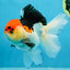 A Grade Tricolor Oranda Male 5 inches #080825OR_01