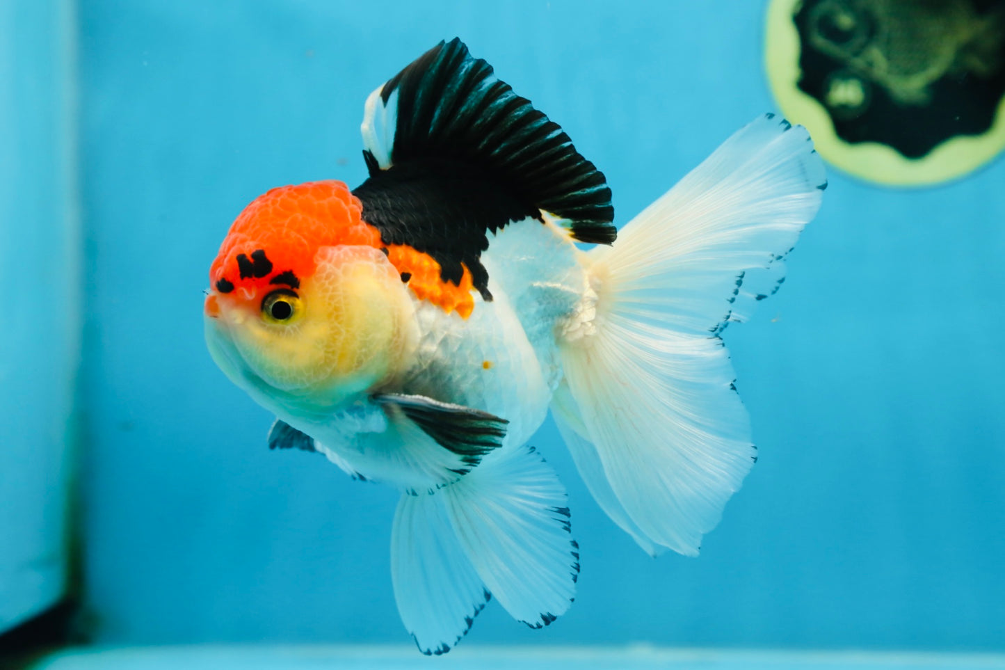 A Grade Tricolor Oranda Male 5 inches #080825OR_01