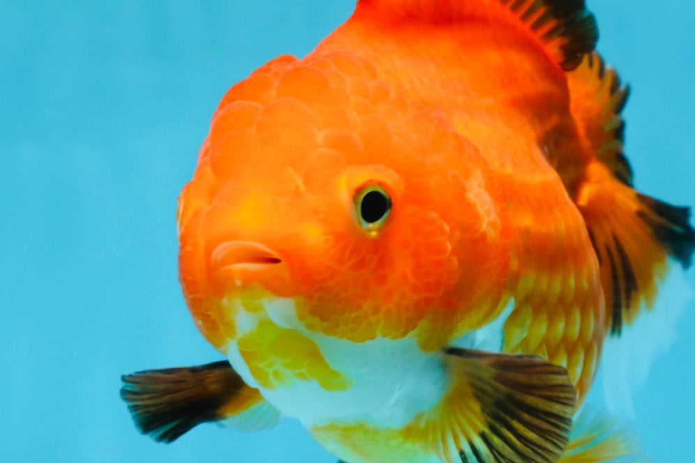 NEMO Apache Yuanbao Female 5-5.5 inches #091925YB_18