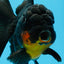 AAA Grade Apache Oranda Female 5 inches #0913OR_18