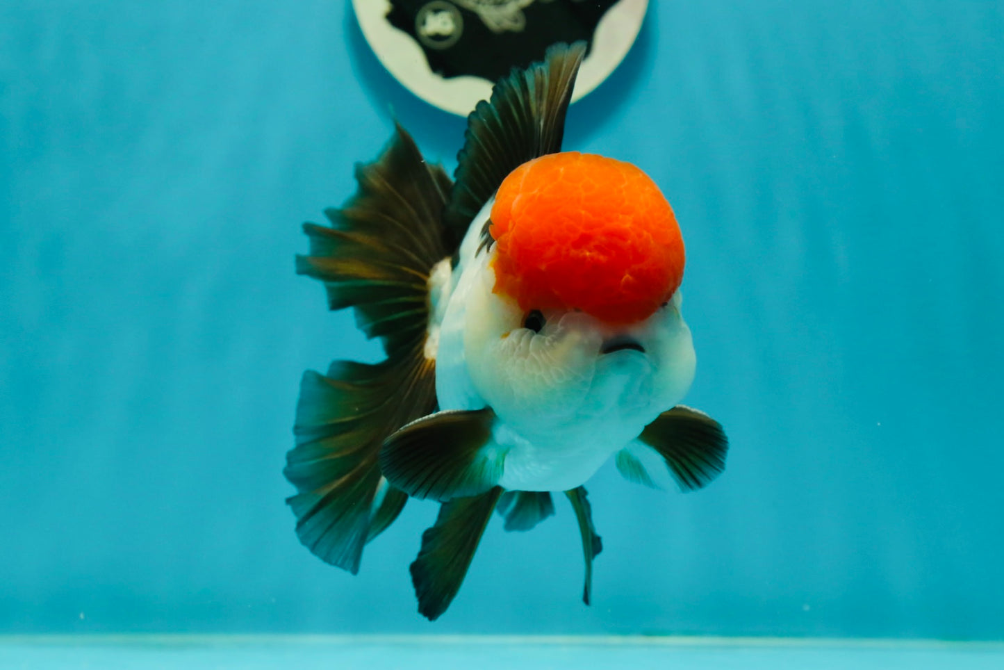 AAA Grade Cheeky Tricolor Oranda Male 5.5 inches #110124OR_15