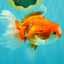 A Grade Red White Oranda Male 5.5-6 inches #070626OR_07