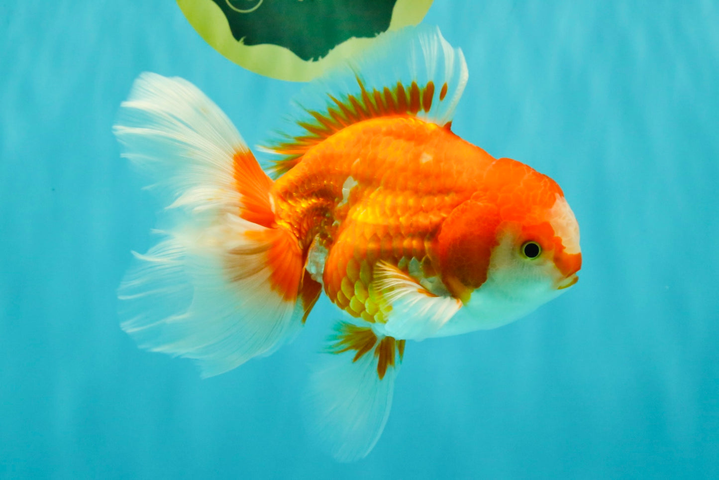 A Grade Red White Oranda Male 5.5-6 inches #070626OR_07