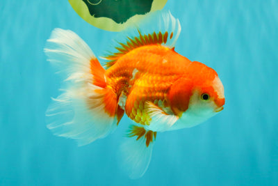 A Grade Red White Oranda Male 5.5-6 inches #070326OR_07