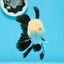 AAA Grade Panda Button Eyes Oranda Male 5 inches #0913OR_08