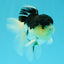 Panda Oranda Male 5 inches #031326OR_29