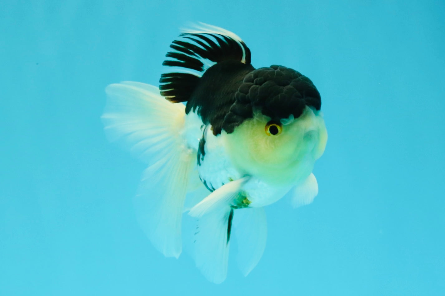 Panda Oranda Male 5 inches #031326OR_29